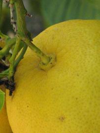            Fruit (Riverside, CA)   