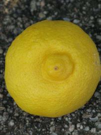            Fruit (Riverside, CA)   