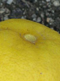            Fruit (Riverside, CA)   