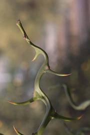              First year twig of  Poncirus trifoliata     (Flying-dragon,      Riverside, CA)       