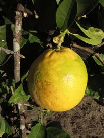            Fruit (Winter Haven, FL)   