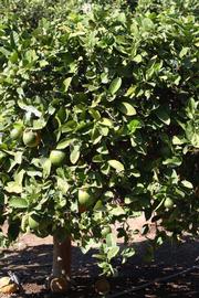            Habit (Riverside, CA)   