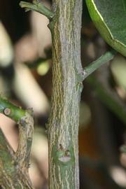              Second - third year twig (Riverside, CA)       