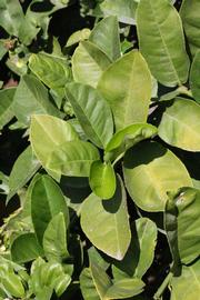              Sun leaves (Riverside, CA)       