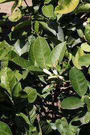              Sun leaves (Riverside, CA)       