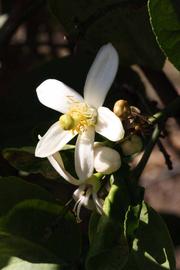              Flower (Riverside, CA)       