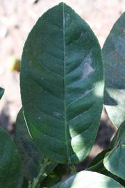              Unifoliolate leaf (Riverside, CA)       