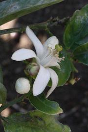              Flower (Riverside, CA)       