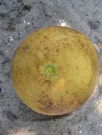            Fruit (Winter Haven, FL)   