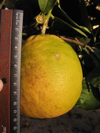            Fruit (Winter Haven, FL)   