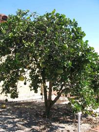            Habit (Winter Haven, FL)   