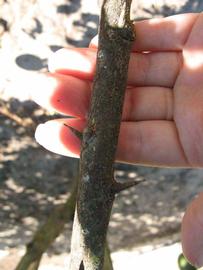              Second - third year twig (Winter Haven, FL)       