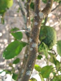              Second - third year twig (Winter Haven,   FL)       