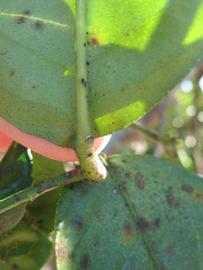              Petiole (Winter Haven, FL)       