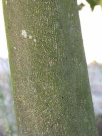            Bark (Winter Haven, FL)      