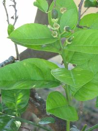              Shade leaves (Winter Haven, FL)       