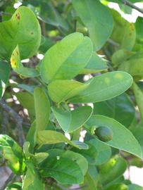             Shade leaves (Winter Haven, FL)       
