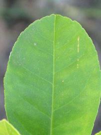              Margin (Winter Haven, FL)       