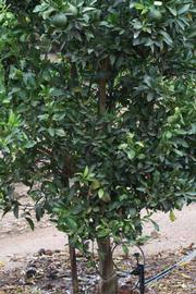            Habit (Riverside, CA)   