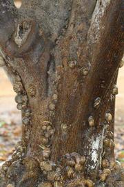            Bark (Riverside, CA)   