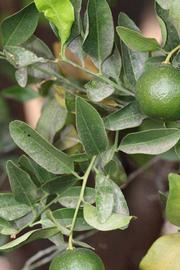              Shade leaves (Riverside, CA)       