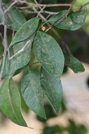              Shade leaves (Riverside, CA)       