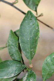             Unifoliolate leaf (Riverside, CA)       