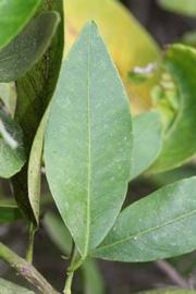              Unifoliolate leaf (Riverside, CA)       