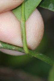              Petiole (Riverside, CA)       