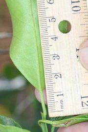            Unifoliate leaf (Riverside, CA)   