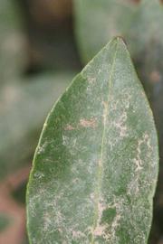              Margin (Riverside, CA)       