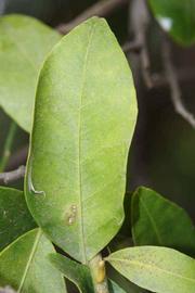              Unifoliolate leaf (Riverside, CA)       
