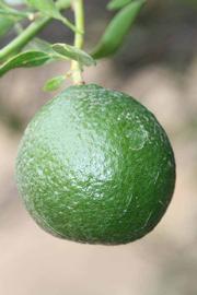            Immature fruit (Riverside, CA)   