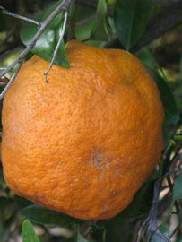            Fruit (Riverside, CA)   