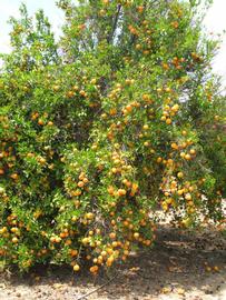            Fruit (Riverside, CA)   