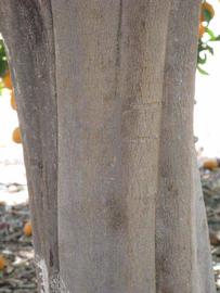            Bark (Riverside, CA)   