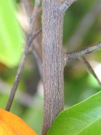              Second - third year twig (Riverside, CA)       