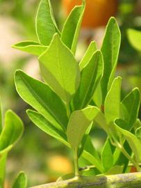              Sun leaves (Riverside, CA)       