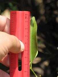              Unifoliolate leaf (Riverside, CA)       