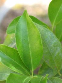              Unifoliolate leaf (Riverside, CA)       