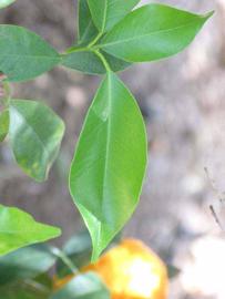              Unifoliolate leaf (Riverside, CA)       