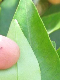              Margin (Riverside, CA)       