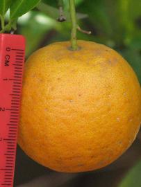            Fruit (Riverside, CA)   