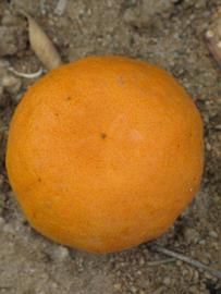            Fruit (Riverside, CA)   