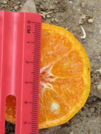            Fruit cross-section (Riverside, CA)   