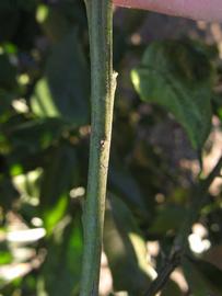              First year twig (Winter Haven, FL)       