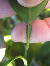              Petiole (Winter Haven, FL)       