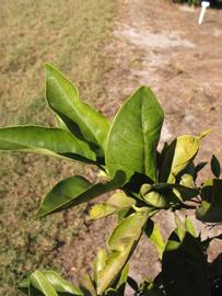            Sun leaves (Winter Haven, FL)   