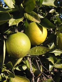               Fruit (Winter Haven, FL)       