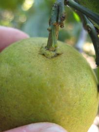              Fruit (Winter Haven, FL)       